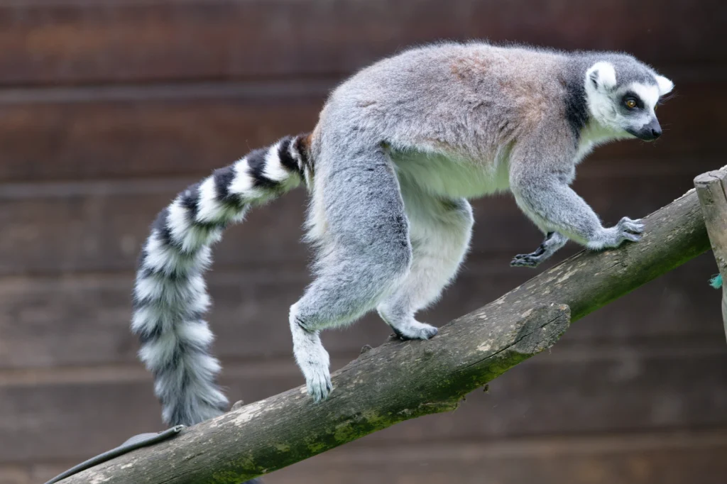 ZZZ_6739-NEF_DxO_DeepPRIMEXD