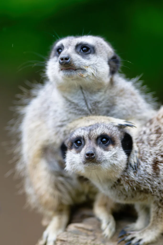 ZZZ_5844-NEF_DxO_DeepPRIMEXD (1)