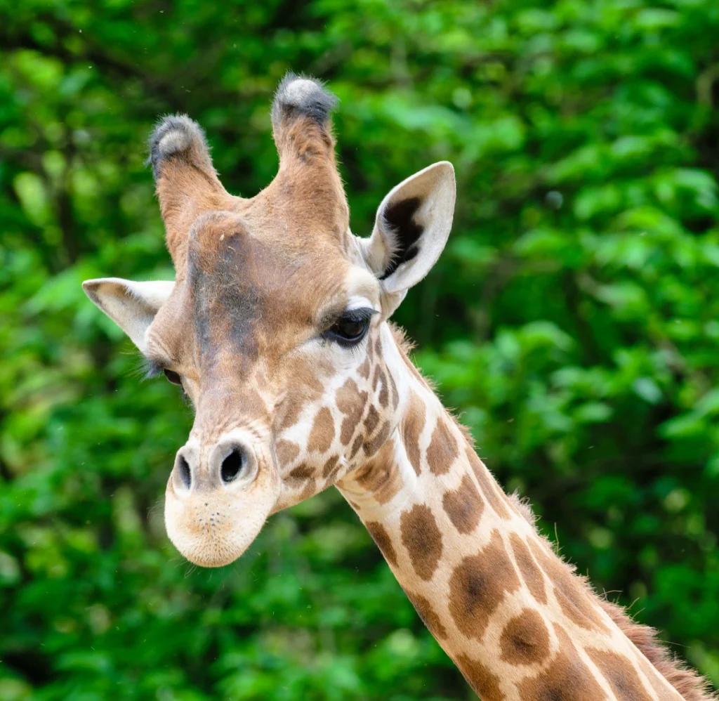 ZZZ_5988-NEF_DxO_DeepPRIMEXD (1)