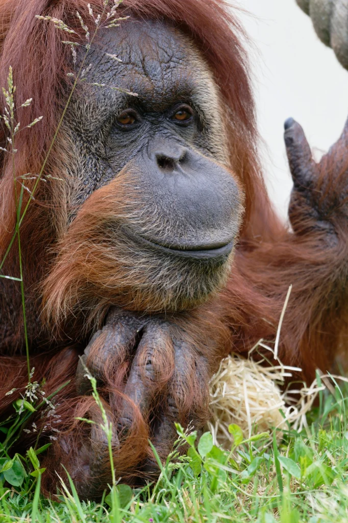 ZZZ_6370-NEF_DxO_DeepPRIMEXD